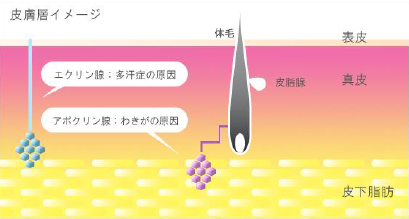 汗腺の違い