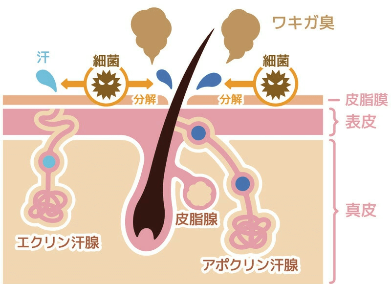 「エクリン汗腺」と「アポクリン汗腺」の説明画像